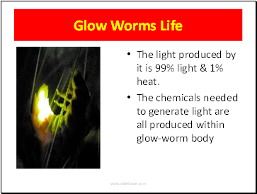 Glow Worms Life