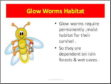 Glow Worms Habitat