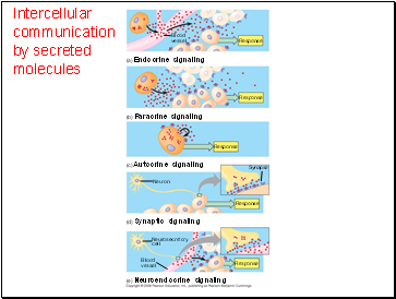 Intercellular communication by secreted molecules