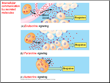 Intercellular communication by secreted molecules