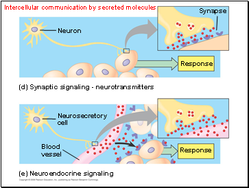 Intercellular communication by secreted molecules