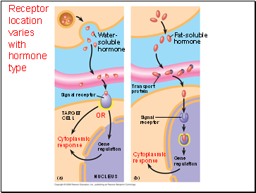 Receptor location varies with hormone type