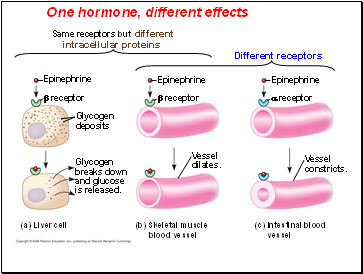 One hormone, different effects