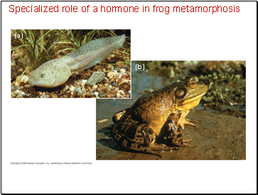 Specialized role of a hormone in frog metamorphosis