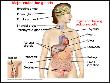 Major endocrine glands: