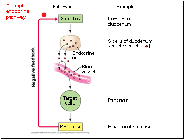 A simple endocrine pathway