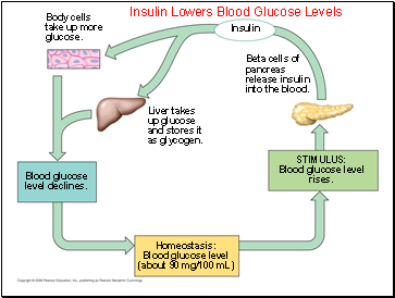 Insulin Lowers Blood Glucose Levels