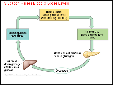 Glucagon Raises Blood Glucose Levels