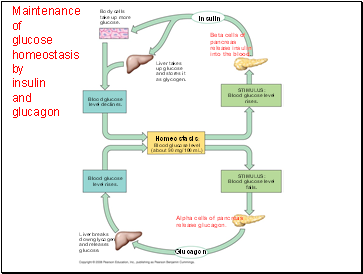 Maintenance of glucose homeostasis by insulin and glucagon