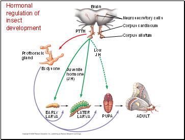 Hormonal regulation of insect development