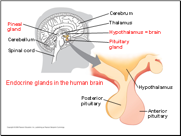 Endocrine glands in the human brain