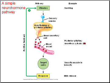 A simple neurohormone pathway