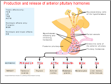 Production and release of anterior pituitary hormones