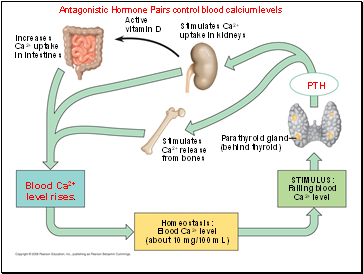 Antagonistic Hormone Pairs control blood calcium levels