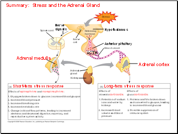 Summary: Stress and the Adrenal Gland