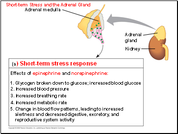 Short-term Stress and the Adrenal Gland