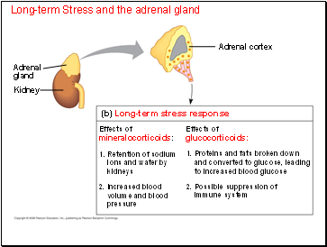 Long-term Stress and the adrenal gland