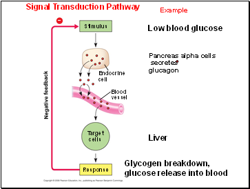 Signal Transduction Pathway