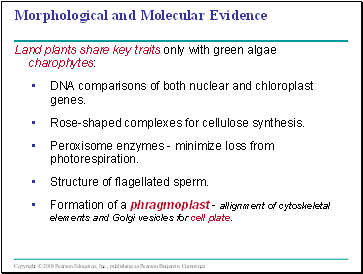 Morphological and Molecular Evidence