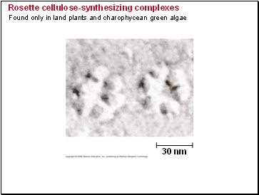 Rosette cellulose-synthesizing complexes Found only in land plants and charophycean green algae