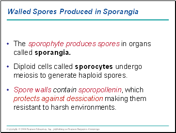 Walled Spores Produced in Sporangia