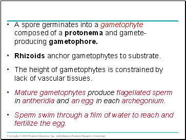 A spore germinates into a gametophyte composed of a protonema and gamete-producing gametophore.