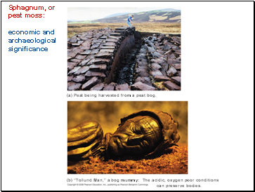 Sphagnum, or peat moss: economic and archaeological significance