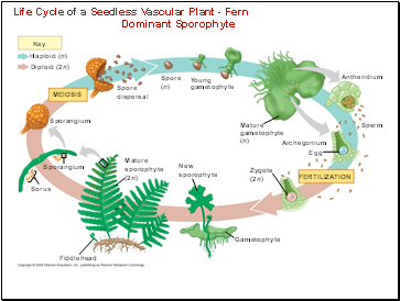 Life Cycle of a Seedless Vascular Plant - Fern Dominant Sporophyte
