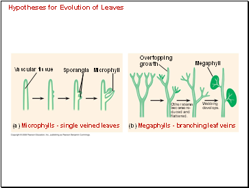 Hypotheses for Evolution of Leaves