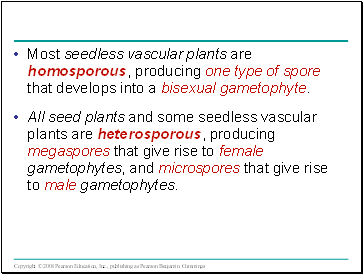 Most seedless vascular plants are homosporous, producing one type of spore that develops into a bisexual gametophyte.