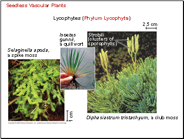 Seedless Vascular Plants