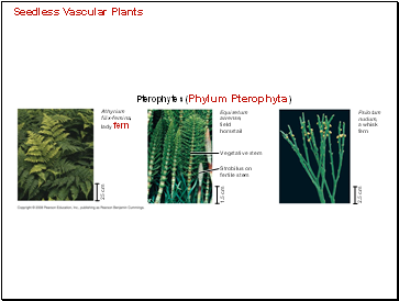 Seedless Vascular Plants