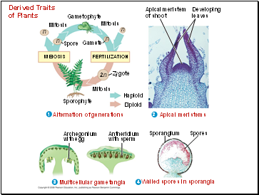 Derived Traits of Plants