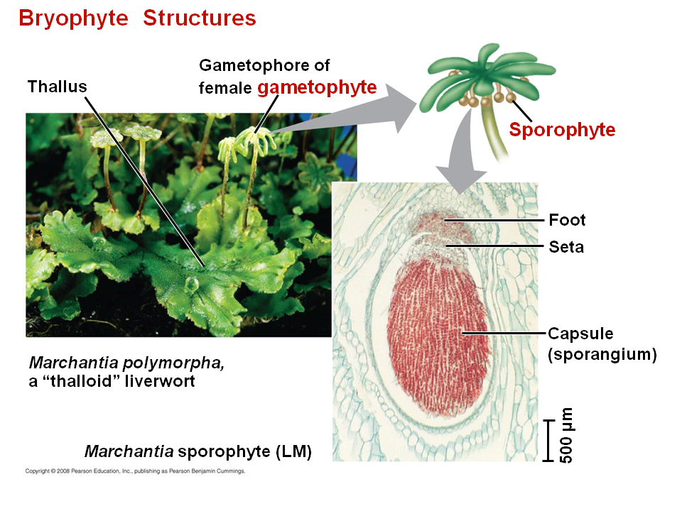 Foliose Bryophytes