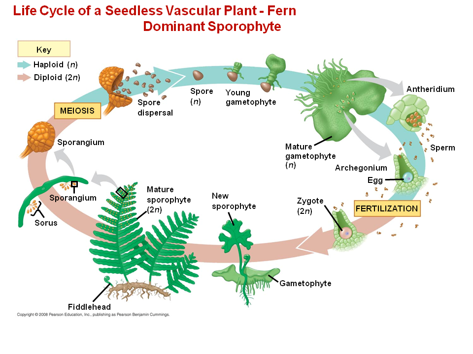 vascular seedless plants life cycle