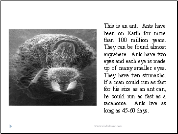 This is an ant. Ants have been on Earth for more than 100 million years. They can be found almost anywhere. Ants have two eyes and each eye is made up of many smaller eyes. They have two stomachs. If a man could run as fast for his size as an ant can, he could run as fast as a racehorse. Ants live as long as 45-60 days.