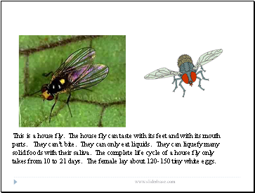 This is a house fly. The house fly can taste with its feet and with its mouth parts. They can’t bite. They can only eat liquids. They can liquefy many solid foods with their saliva. The complete life cycle of a house fly only takes from 10 to 21 days. The female lay about 120-150 tiny white eggs.