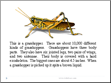 This is a grasshopper. There are about 10,000 different kinds of grasshoppers. Grasshoppers have three body parts. They also have six jointed legs, two pairs of wings, and two antennae. Their body is covered with a hard exoskeleton. The biggest ones are about 4.5 inches. When a grasshopper is picked up it spits a brown liquid.
