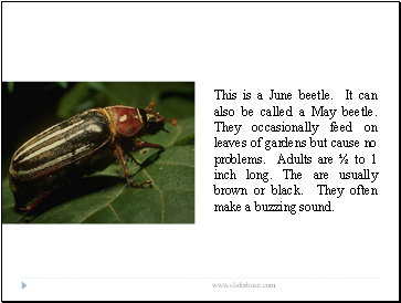 This is a June beetle. It can also be called a May beetle. They occasionally feed on leaves of gardens but cause no problems. Adults are ½ to 1 inch long. The are usually brown or black. They often make a buzzing sound.