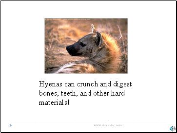 Hyenas can crunch and digest bones, teeth, and other hard materials!