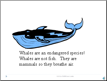 Whales are an endangered species! Whales are not fish. They are mammals so they breathe air.