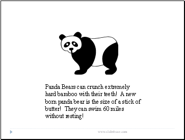 Panda Bears can crunch extremely hard bamboo with their teeth! A new born panda bear is the size of a stick of butter! They can swim 60 miles without resting!