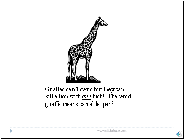 Giraffes can’t swim but they can kill a lion with one kick! The word giraffe means camel leopard.