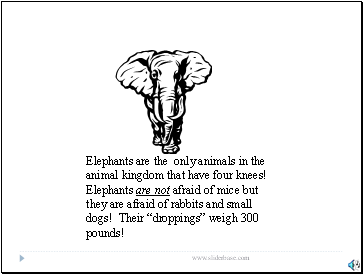 Elephants are the only animals in the animal kingdom that have four knees! Elephants are not afraid of mice but they are afraid of rabbits and small dogs! Their droppings weigh 300 pounds!