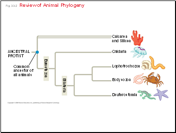 Fig. 33-2 Review of Animal Phylogeny