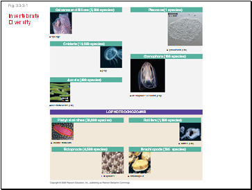 Fig. 33-3-1 Invertebrate Diversity