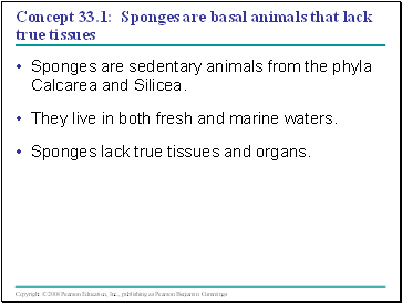 Concept 33.1: Sponges are basal animals that lack true tissues