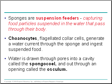 Sponges are suspension feeders - capturing food particles suspended in the water that pass through their body.