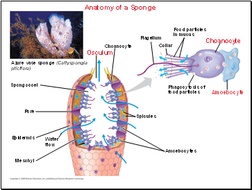 Anatomy of a Sponge