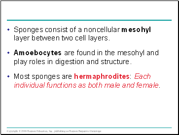 Sponges consist of a noncellular mesohyl layer between two cell layers.